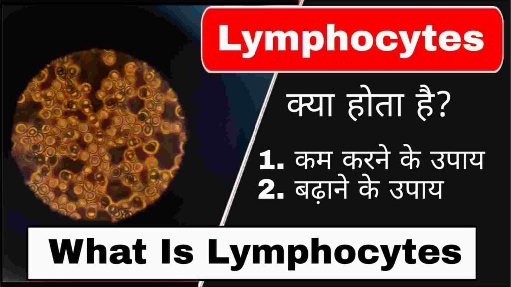 lymphocytes kya hai